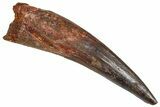 Fossil Spinosaurus Tooth - Real Dinosaur Tooth #365610-1